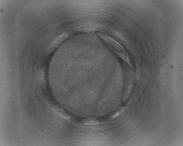 X0000076450258200610271831