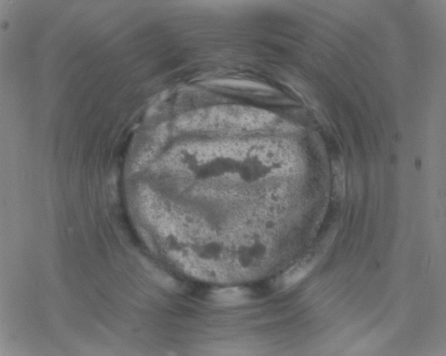 X0000076450269200610271831