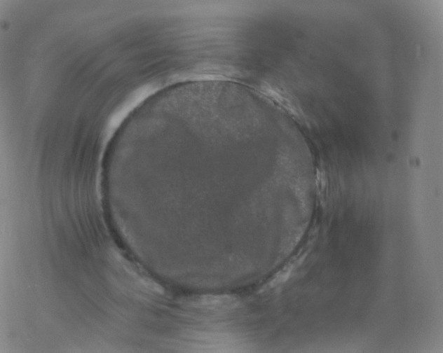 X0000076450292200610271831