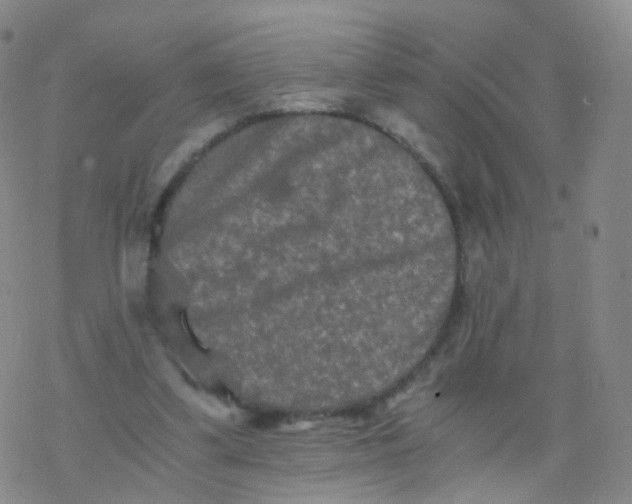 X0000076450299200610271831