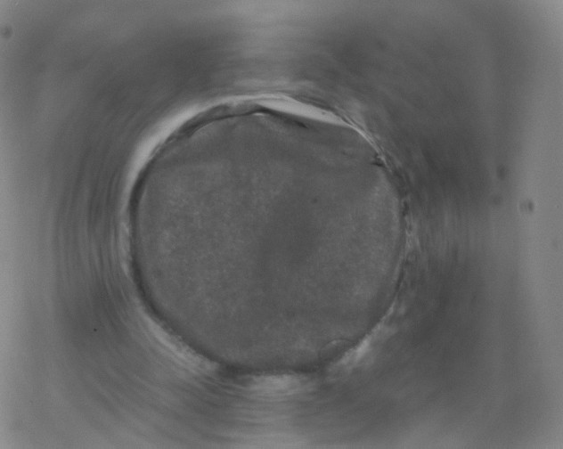 X0000076450342200610271829