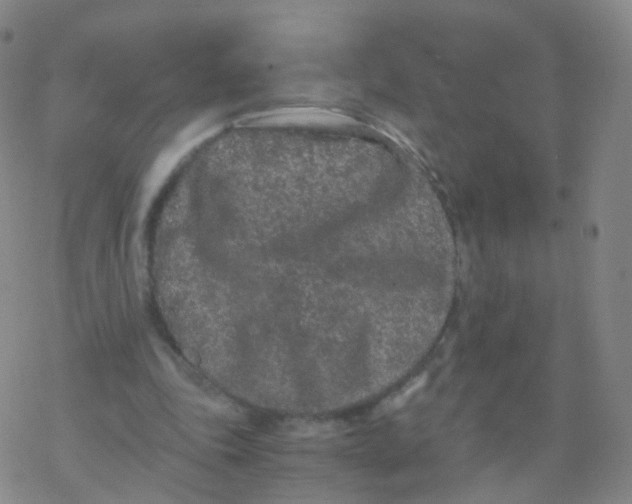 X0000076450343200610271829