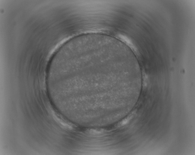 X0000076450346200610271829