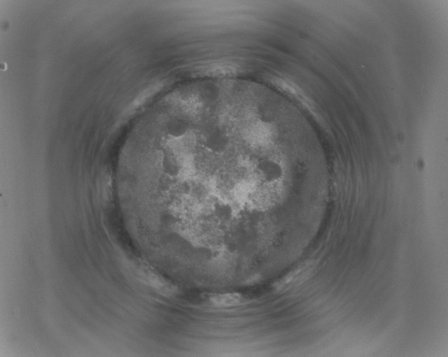 X0000076450355200610271830