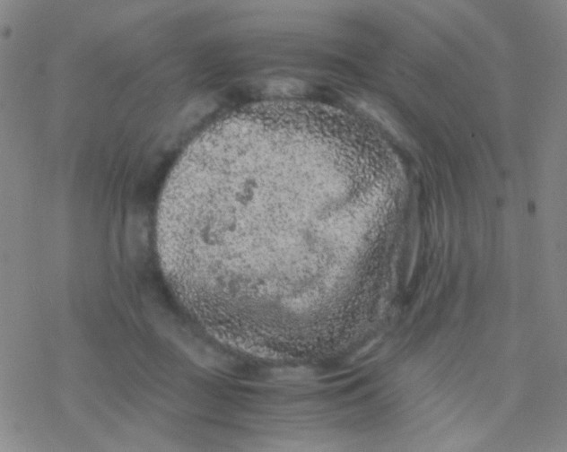 X0000076450363200610271830