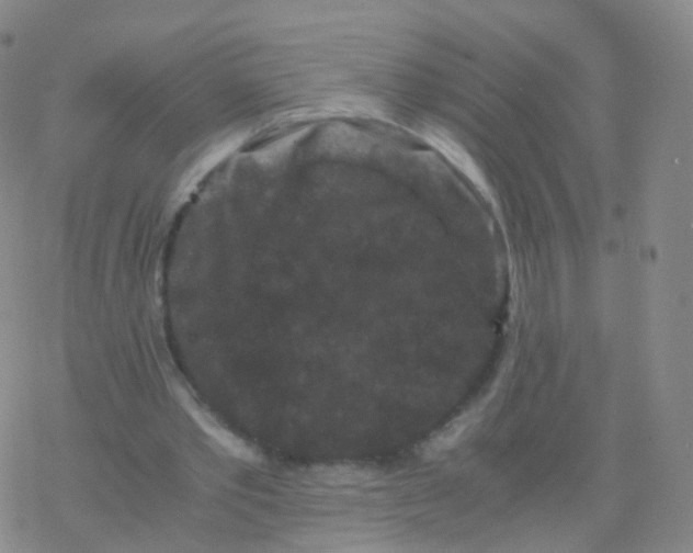 X0000076450389200610271829