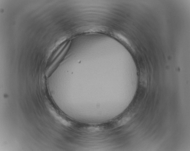 X0000076450394200610271829