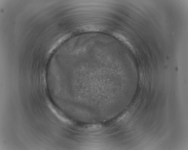 X0000076450398200610271829