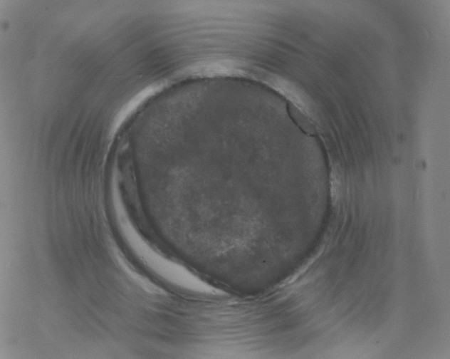 X0000076450438200610271828