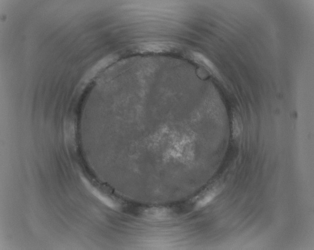 X0000076450444200610271828