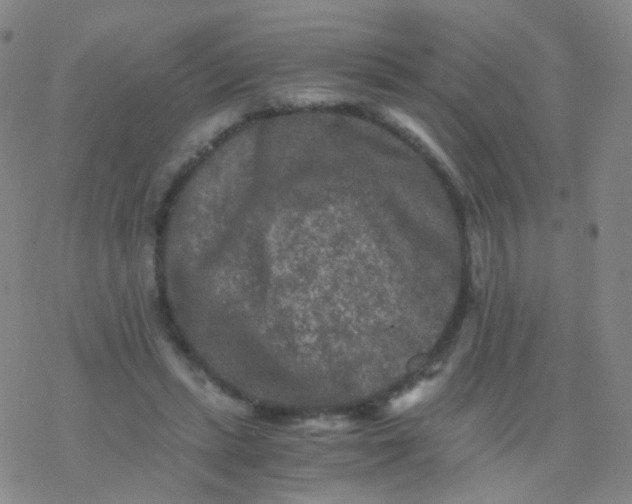 X0000076450447200610271828