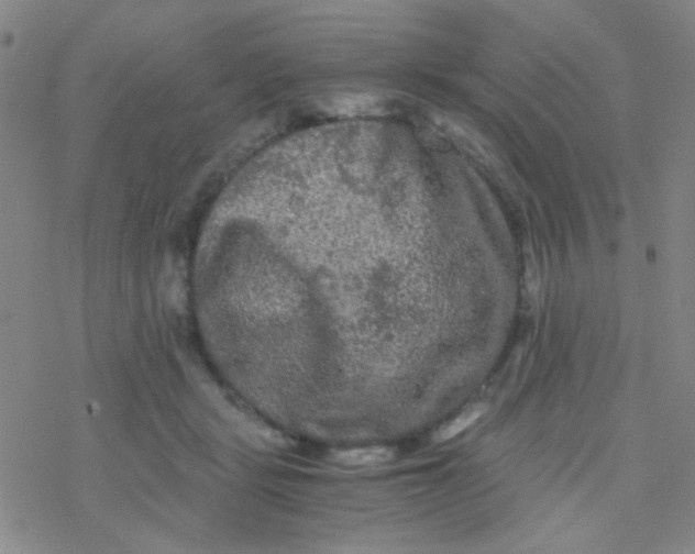 X0000076450461200610271828