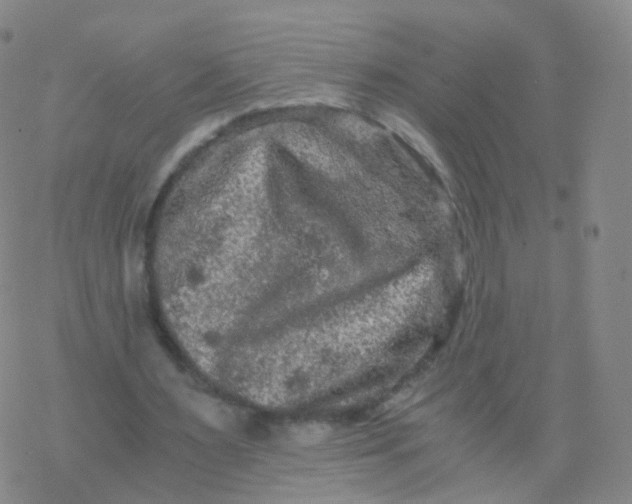 X0000076450483200610271828