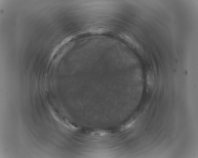 X0000076450492200610271827