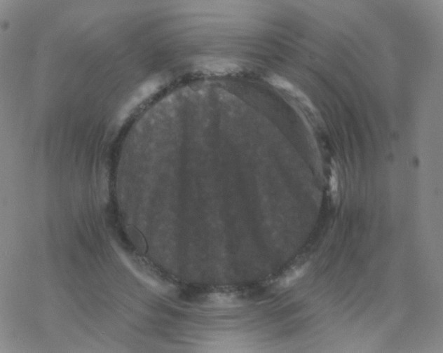 X0000076450496200610271827