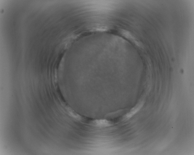 X0000076450528200610271827