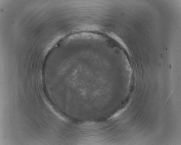 X0000076450581200610271826