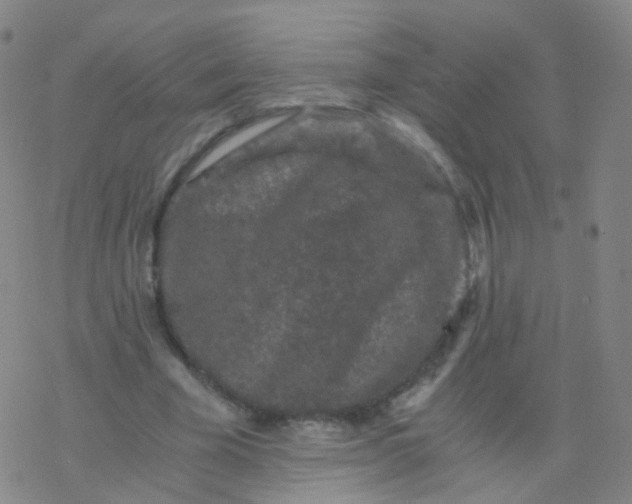 X0000076450585200610271826