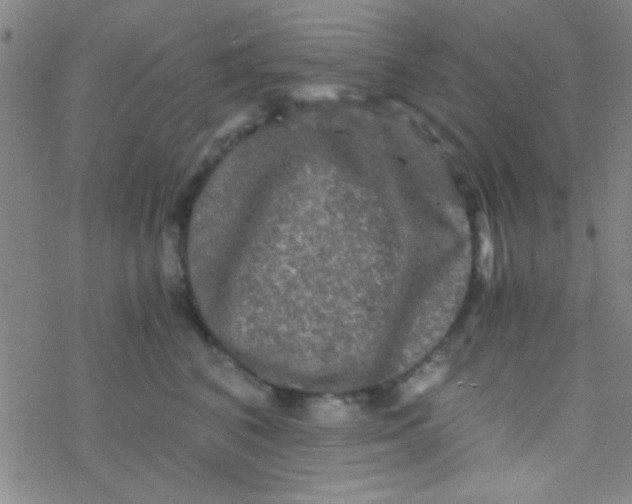 X0000076450616200610271825