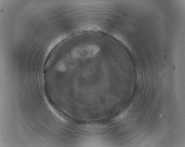 X0000076450630200610271825