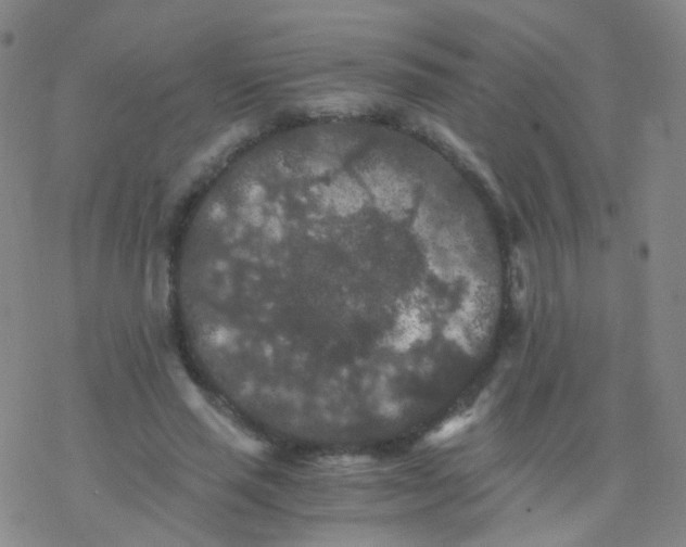 X0000076450637200610271825