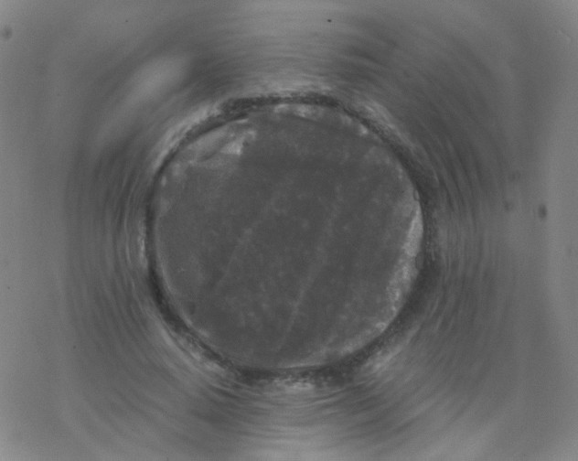 X0000076450640200610271825