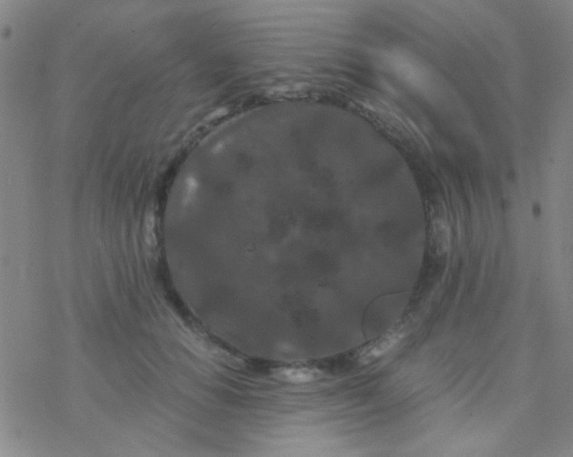 X0000076450654200610271825