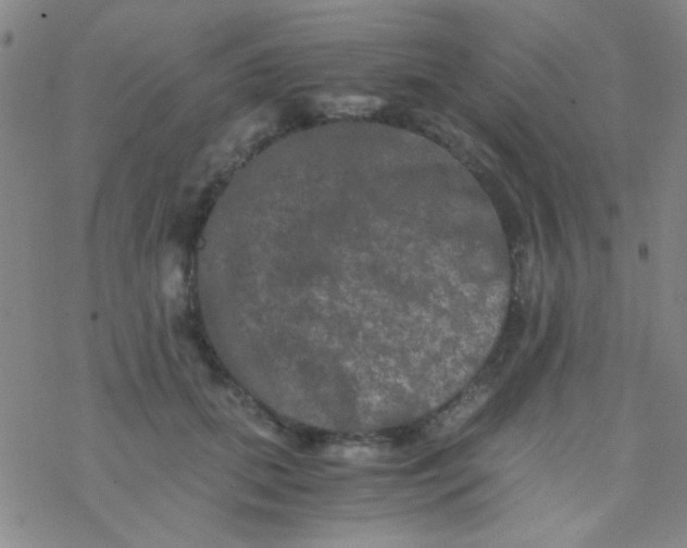 X0000076450655200610271825