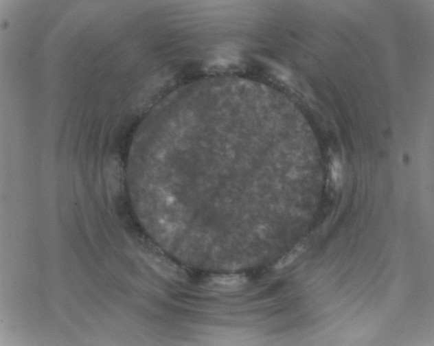 X0000076450659200610271825