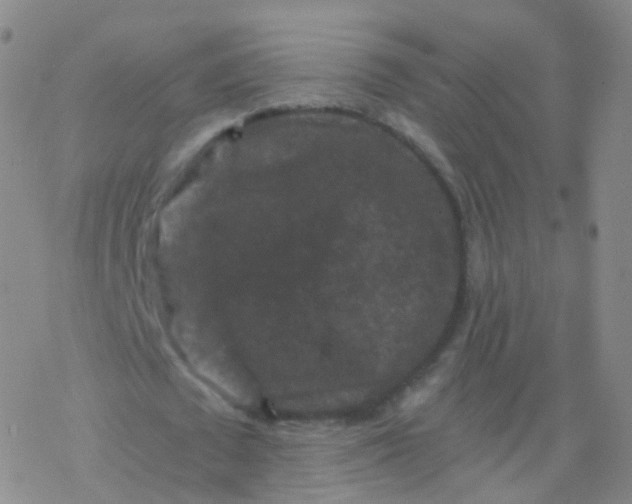 X0000076450673200610271825