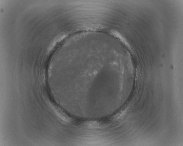 X0000076450685200610271824