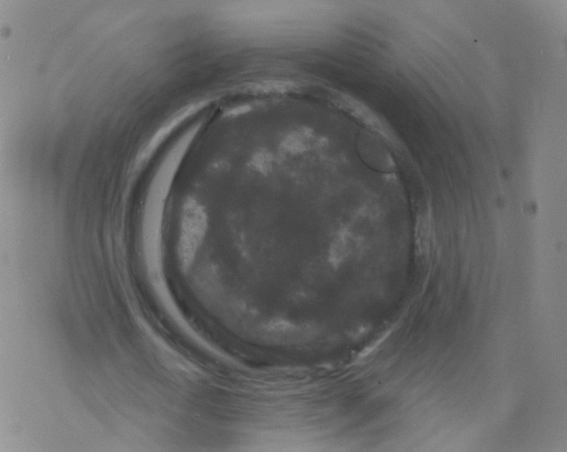 X0000076450722200610271823