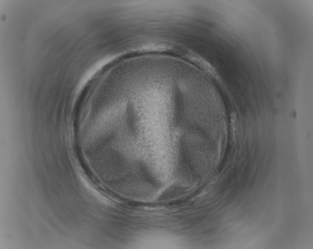 X0000076450726200610271823