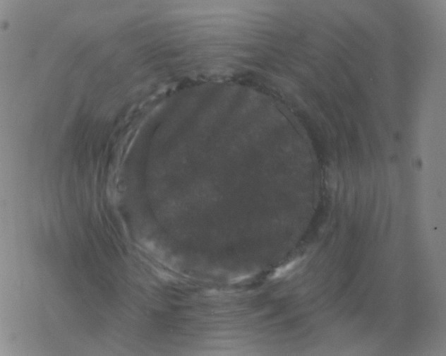 X0000076450818200610271821