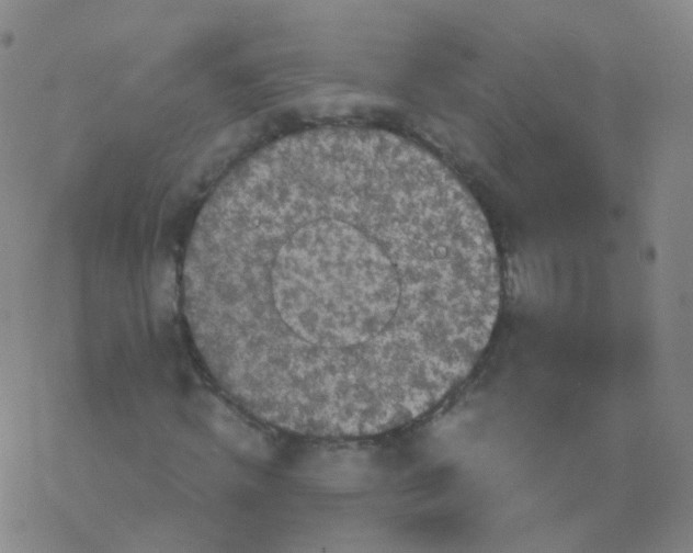 X0000076450820200610271821