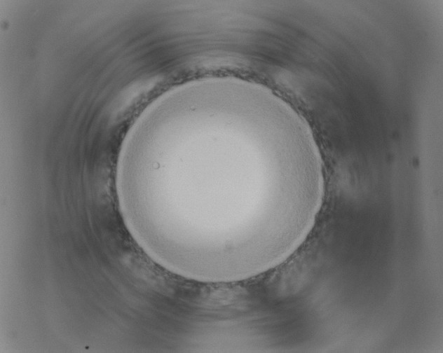 X0000076450824200610271822