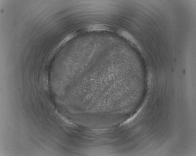 X0000076450825200610271822