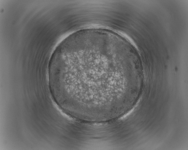 X0000076450839200610271822