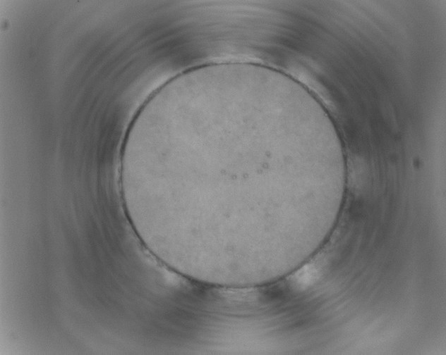 X0000076450856200610271822