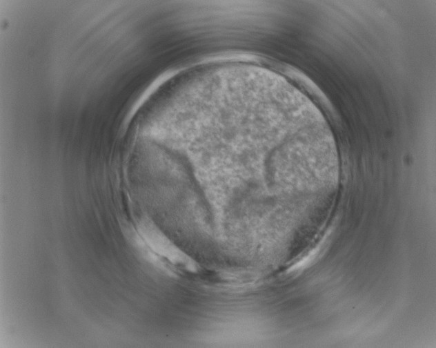 X0000076450860200610271822