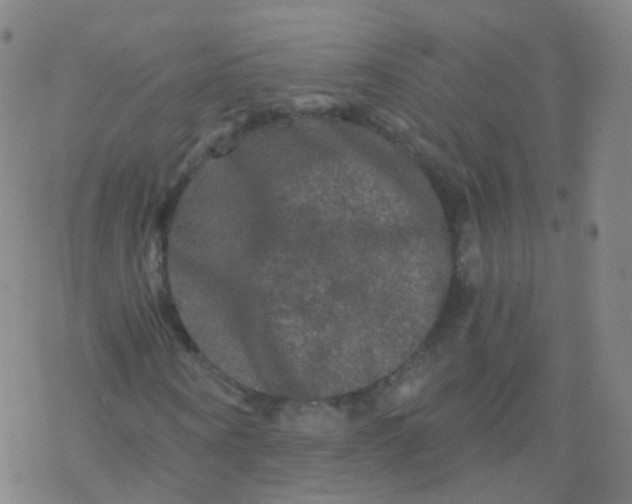 X0000076450866200610271821