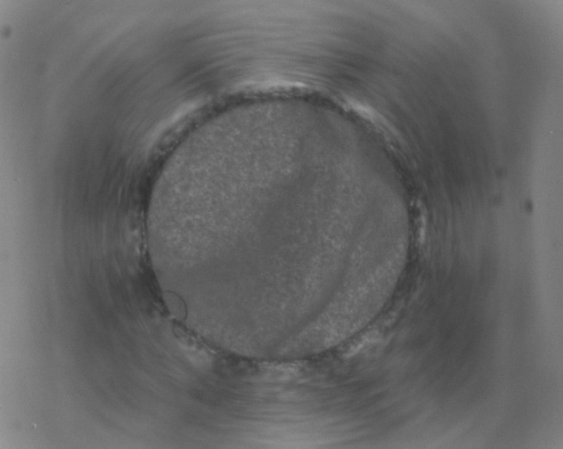 X0000076450870200610271821