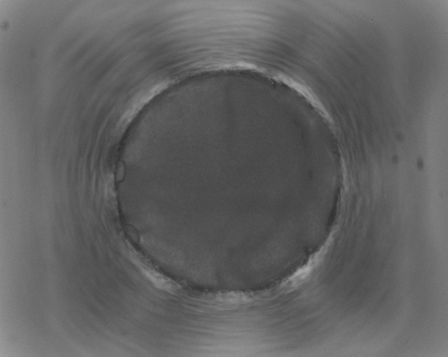 X0000076450881200610271821