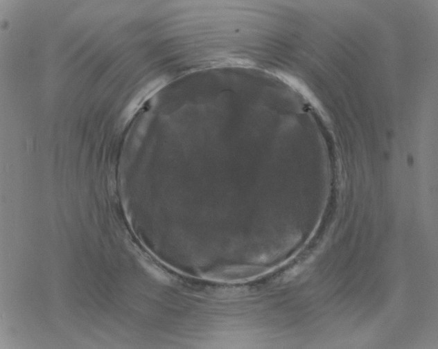 X0000076450889200610271821