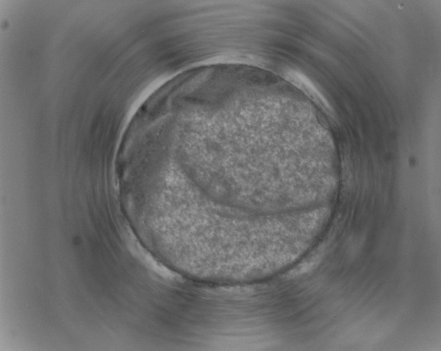 X0000076450900200610271821