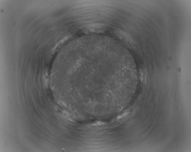 X0000076450915200610271820