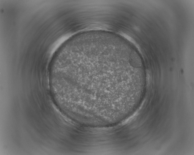 X0000076450925200610271820