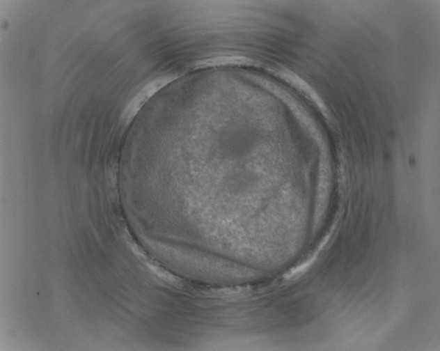 X0000076450937200610271820