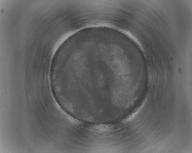 X0000076450943200610271820