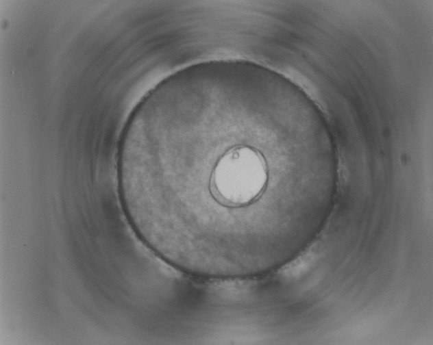 X0000076450950200610271820